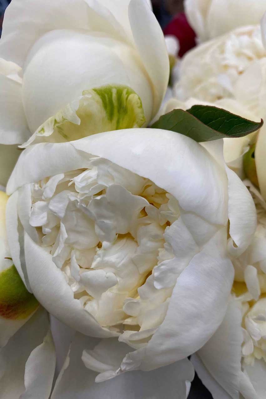 Alaska white peony