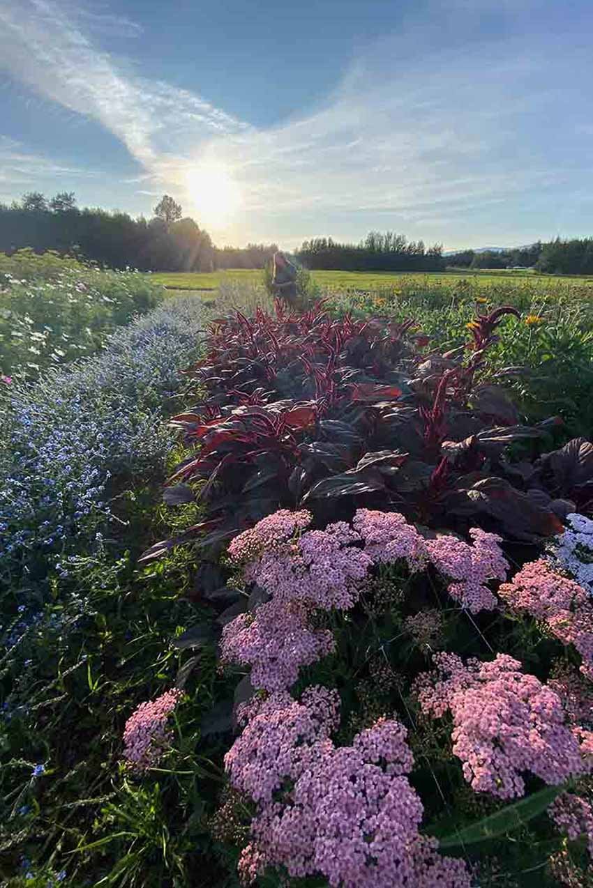 field of Alaska flowers